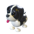 Black Springer Spaniel NFR