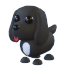 Royal Palace Spaniel NFR